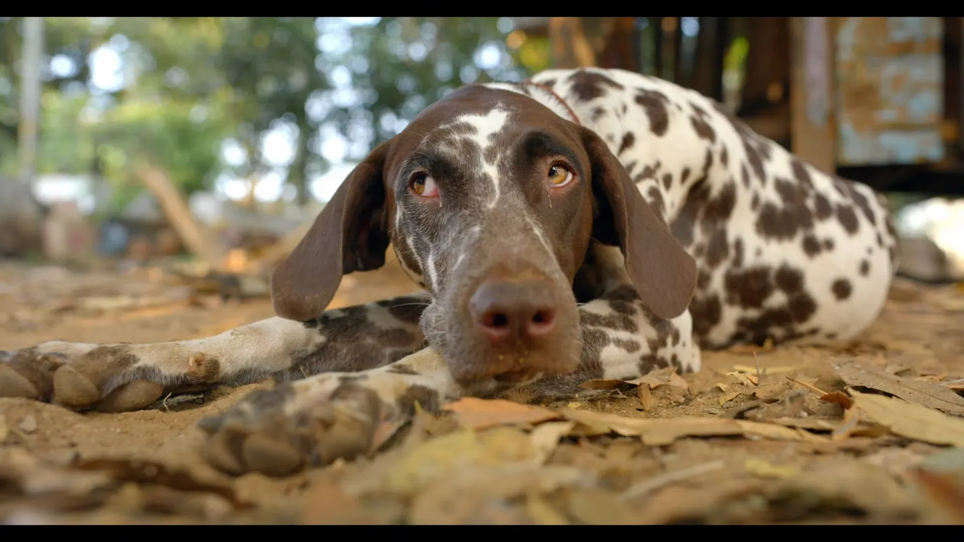 Pennum Porattum 2026 Hindi - Malayalam Audio WEB-DL 720p - 480p - 1080p screenshot 1